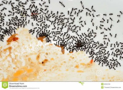 Черные муравьи в квартире - Марафет