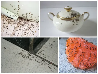 Как избавиться от домашних муравьёв - Лайфхакер