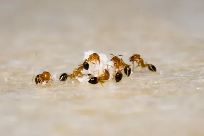 Купить средство от муравьев в магазине fggroup | официальный дилер