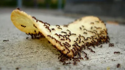 3 простых совета для борьбы с муравьями на кухне - archidea.com.ua