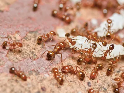Как избавиться от муравьев в квартире навсегда - полезные советы |  Сандез-Эко
