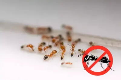 Как избавиться от рыжих муравьев в квартире | ДезСтанция