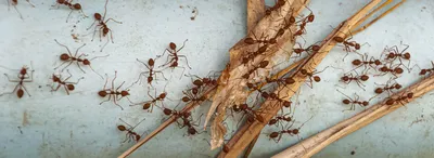 Профессионально избавиться от муравьев в доме за 1час с гарантией.  Результат 💯