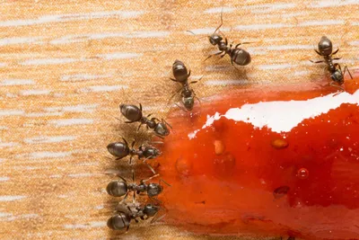 МНЕ ПОМОГ ТОЛЬКО ЭТОТ СПОСОБ! Как избавиться от рыжих муравьев НАВСЕГДА! -  YouTube