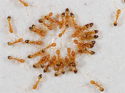 Уничтожение муравьев - цены на дезинсекцию | Центральная Санитарная Служба
