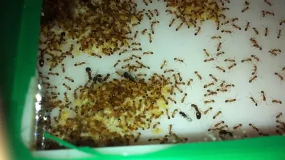 Уничтожение муравьев в Нижнем Новгороде | СЭС