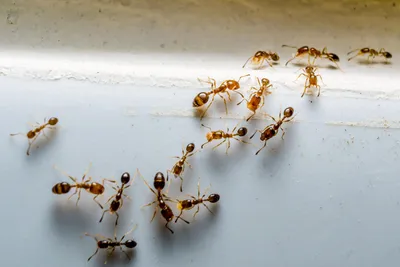 Как избавиться от муравьев в доме и на участке