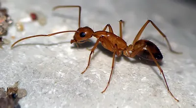 Атаковали муравьи: тюменцы жалуются на насекомых в новостройках - 25  августа 2017 - 72.ru