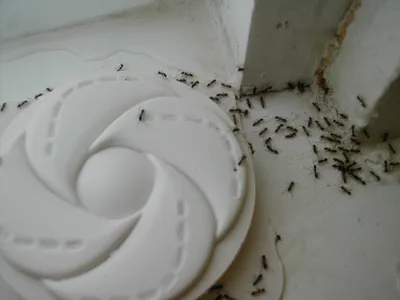Им здесь не место: как избавиться от муравьев в квартире раз и навсегда |  myDecor
