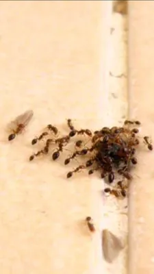 Рыжие домашние муравьи в квартире: как избавиться от паразита?