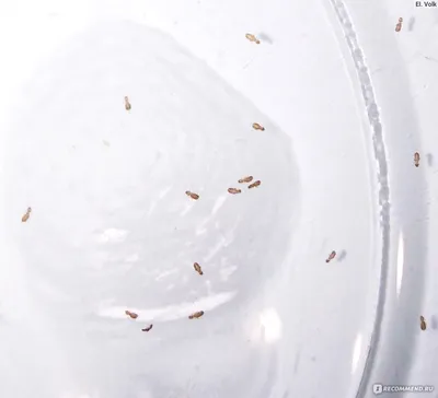 Как избавиться от муравьев в доме: топ эффективных способов - 7Дней.ру