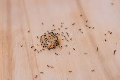 Уничтожение муравьев Стерлитамак, Салават, Ишимбай. Обработка от муравьев с  гарантией!