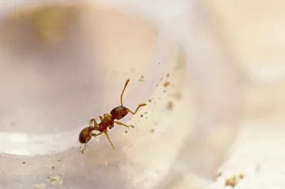 Надежный способ избавиться от ненавистных муравьев в квартире