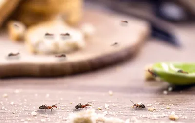 Они просто сводят с ума»: как избавиться от муравьев и предотвратить их  появление в доме / Оффтопик / iXBT Live