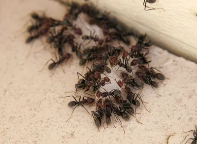 Как избавиться от муравьев дома? | Ботаничка | Дзен