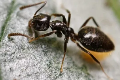 Как избавиться от муравьев в квартире. Заказать обработку