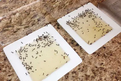 Как избавиться от муравьев в квартире: избавление от домашних муравьев