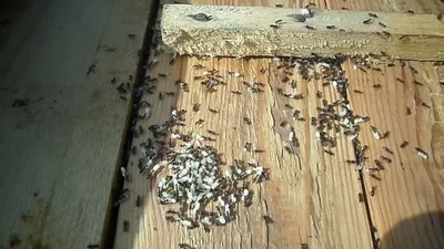 Средства защиты и препараты от муравьев – эффективные средства избавления  от муравьев
