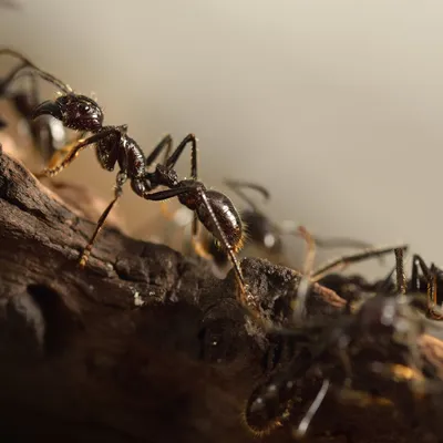Знакомьтесь: злейшие в мире муравьи — The Idealist