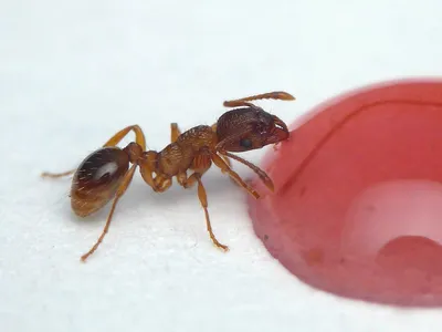 Как самостоятельно бороться с мелкими муравьями в квартире -  «Петрович.Знает»