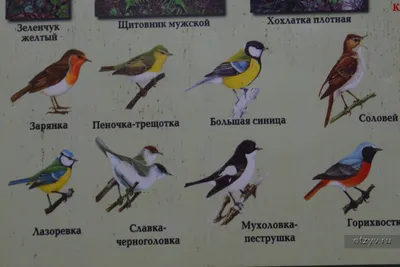 Певчие птицы подмосковья - 56 фото