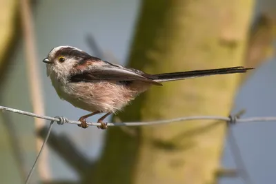 Самые маленькие птицы Европы / The smallest birds of Europe - YouTube