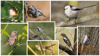 Топ-5 самых милых птиц Москвы и Подмосковья | Блог Плюса | Дзен