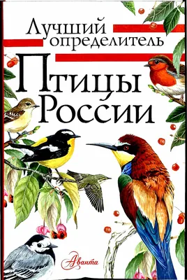 Зимующие птицы. Названия, описания и особенности зимующих птиц | Животный  мир