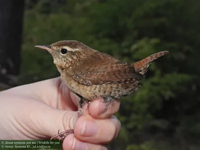 Топ-7 самых маленьких птиц Средней полосы России | Гнездо Натуралиста 🏕 |  Дзен
