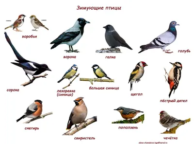 Воробьеобразные Passeriformes - Классификатор птиц Таганрога и  Неклиновского района - Птицы Ростовской обл.В основе-Птицы  Таганрога/Некл.р-на