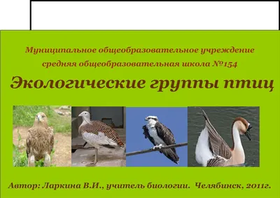 Птицы средней полосы россии - картинки и фото poknok.art