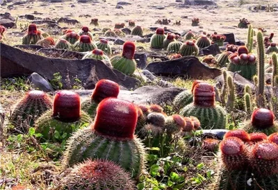 Мелокактус матанзанский купить в Минске с доставкой | Cactus.by