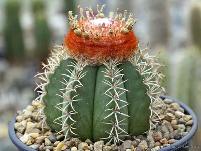 Мелокактус Азуреус (Melocactus Azureus)