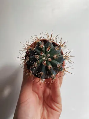 Melocactus matanzanus - Мелокактус матанзанский - купить семена на Tropics  Seeds.