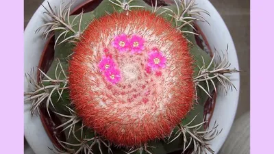 Мелокактус (Melocactus) — описание, выращивание, фото | на LePlants.ru