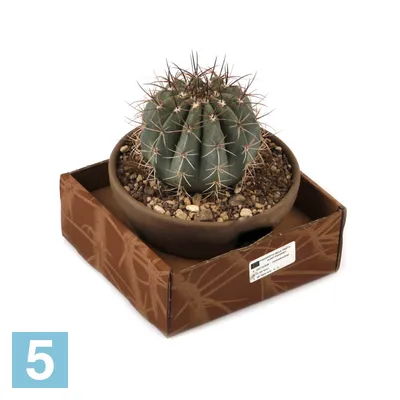 Melocactus MATANZANUS — Мелокактус Матанзанский, 3 семени - Купить семена  Суккулентов, Кактусов и Адениумов