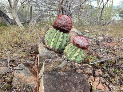 Мелокактус Матанзанус (Melocactus matansanus) | Andrey K | Flickr