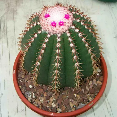 Мелокактус (Melocactus) - PictureThis