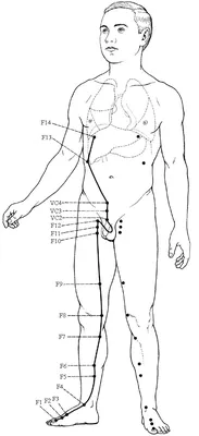 Энергетические каналы и меридианы. Метафизика и психосоматика  энергетических каналов и меридианов | Цигун, Биологически активные точки,  Массаж