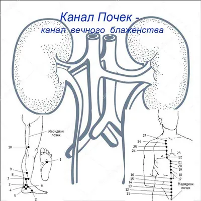 Почки в китайской медицине и женское здоровье