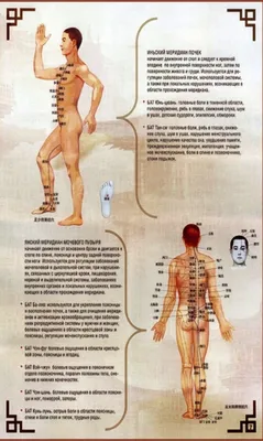 Международная школа восточной медицины - 🍃 Друзья, давайте повторим: на меридиане  почек расположено 27 биологически активных точек. . 1️⃣ Юн-цюань (R1)  (клокочущий источник) 🍃 Седативная точка 2️⃣ Жань-гу (R2) (долина трёх  испытаний)