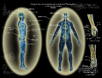 Форма мужского организма Infographic с иллюстрацией вектора почек плоской  изолировал. Иллюстрация вектора - иллюстрации насчитывающей людск, знамена:  171798306