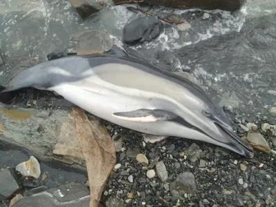 Стало известно, кому принадлежат выброшенные на берег Севастополя мертвые  дельфины