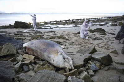 Мертвый дельфин, найденный под Севастополем, оказался не из дельфинария  «Флиппер» - Лента новостей Крыма