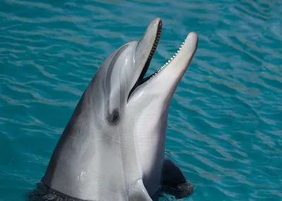 27 сентября — Мертвые Дельфины в IZI