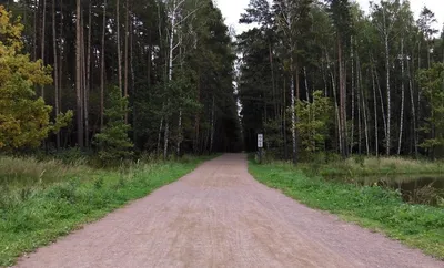 Первозданная природа рядом с домом. Мещерский парк + ЖК «Заречный Квартал»  | Заречный Квартал | Дзен