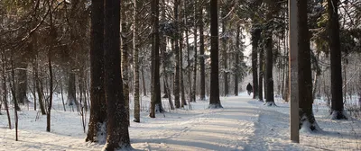 Мещерский лес - картинка 🧡 | Instagram