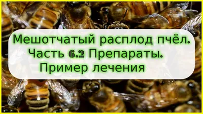 Мешотчатый расплод: признаки, фото, средства для лечения, отзывы