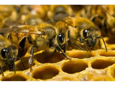 Незаразные и инфекционные болезни пчел — АгроXXI