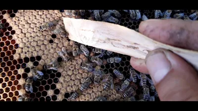 Почему бывают слёты пчелосемей и как от них защититься — Медовая биржа